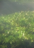 Callitriche_cophocarpa_Rzesl_dlugoszyjkowa_wielistowo1.jpg
