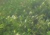 Callitriche_cophocarpa_Rzesl_dlugoszyjkowa_wielistowo2.jpg